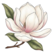 Magnolia Ceremonies